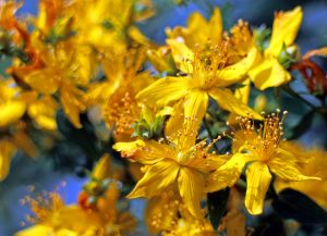 st-johns-wort