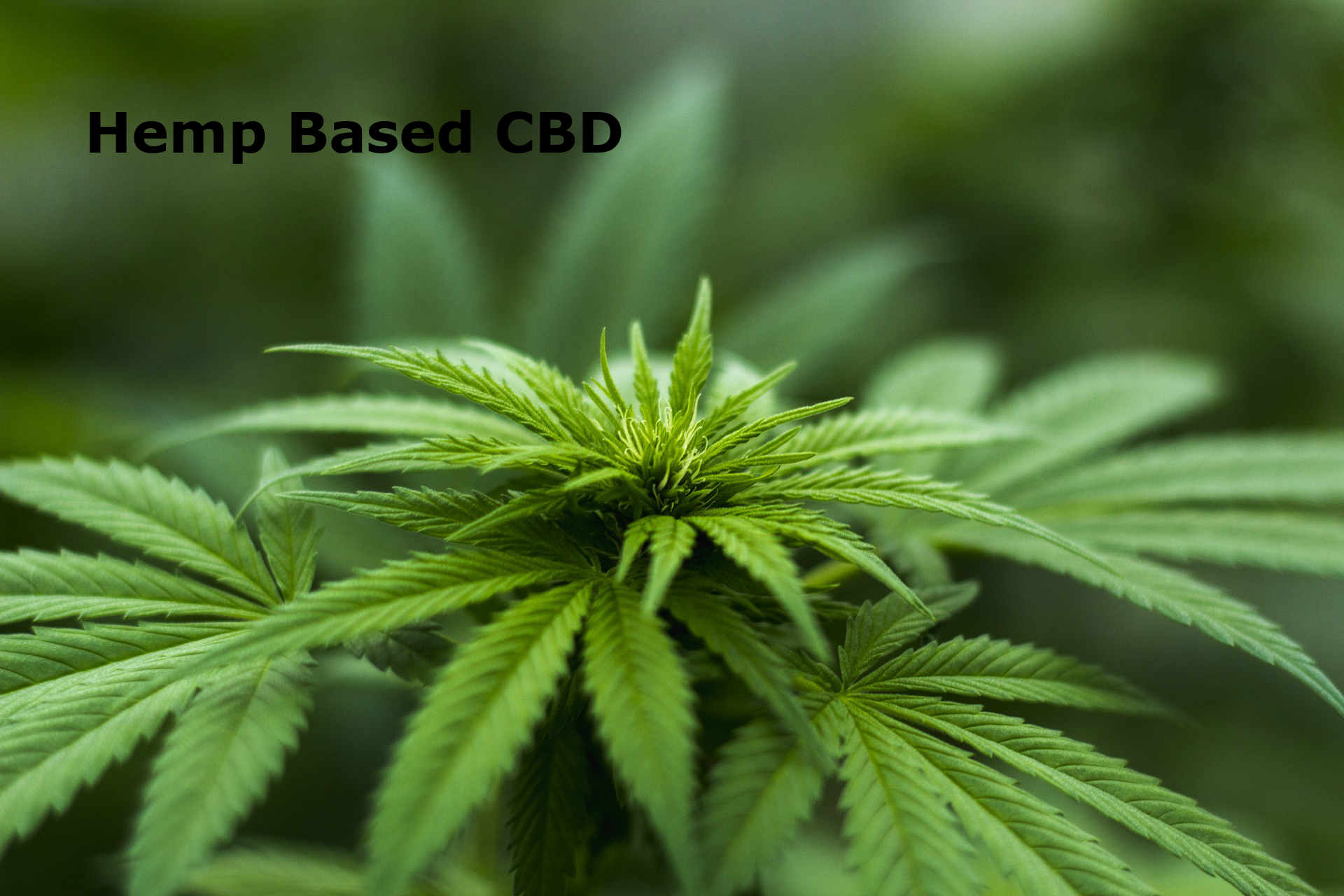 CBD for Stress and Relaxation: The Science Behind the Plant-Based Medicine
