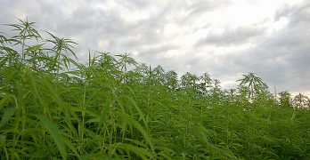 Mind, Body, The EndoCannabinoid System And Your Health