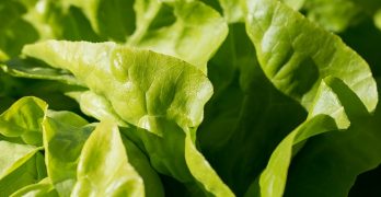Using Wild Lettuce As Pain Management When Your In Pain