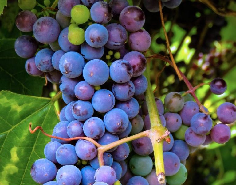 French Grape Seed Stops Cancer In Its Tracks Vitamins and Their Uses