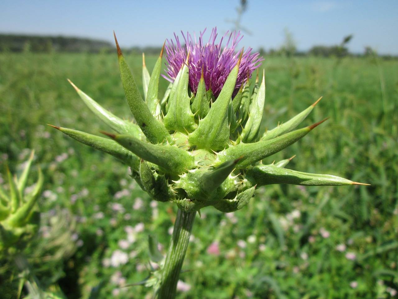 How Many Mg Of Milk Thistle For Liver